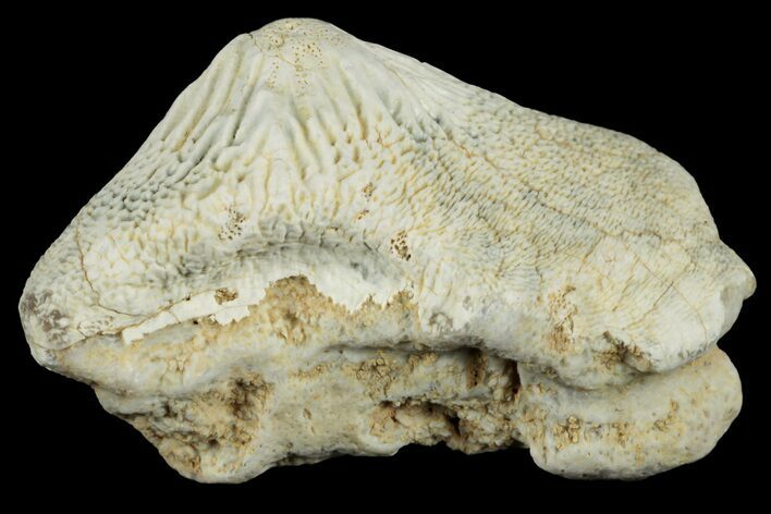 Fossil Crusher Shark (Ptychodus) Tooth - Kansas #187432